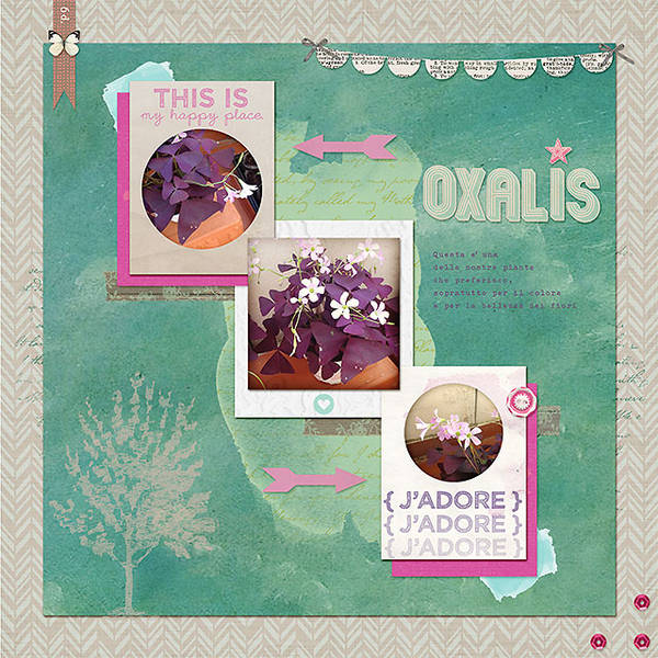 Oxalis