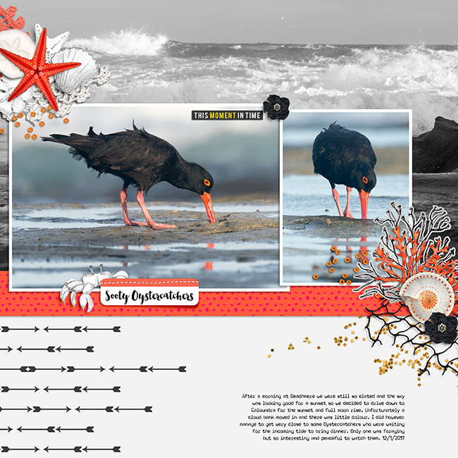 Oystercatcher