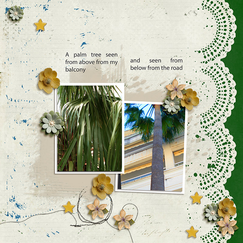 Palm Tree
