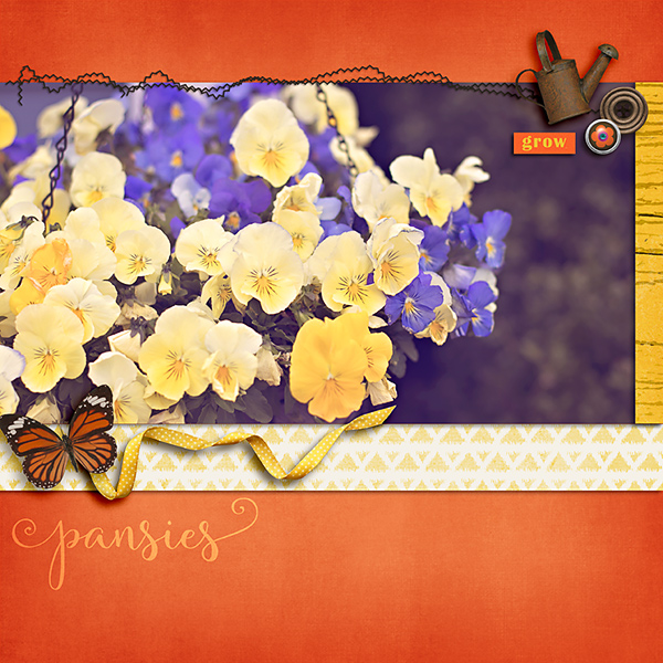 Pansies