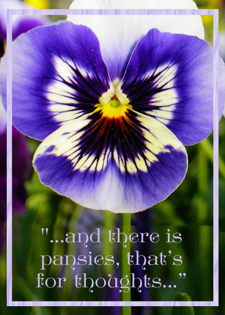 Pansies