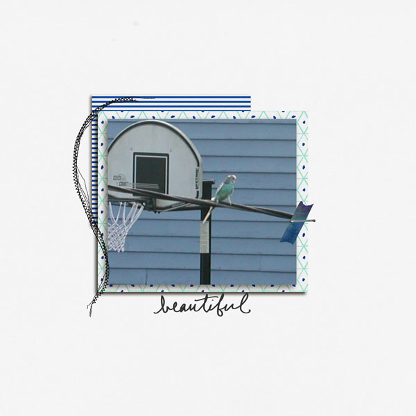 Paraket on wire next door
