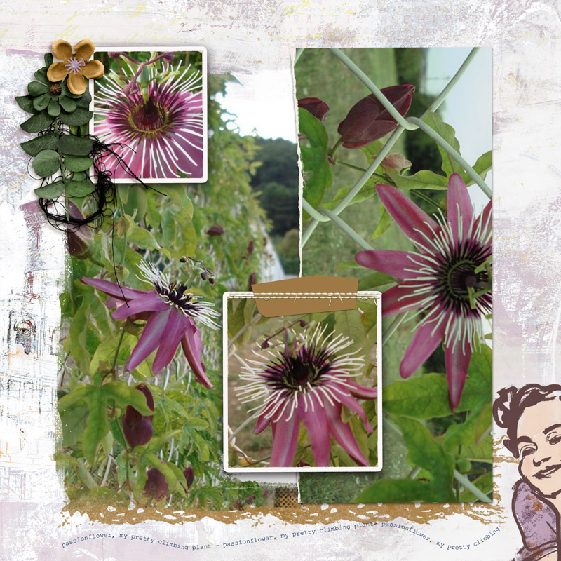 Passiflore