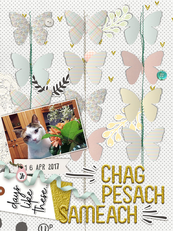 Passover Cat