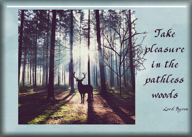 Pathless-Woods (Summer School Challenge Week 4)