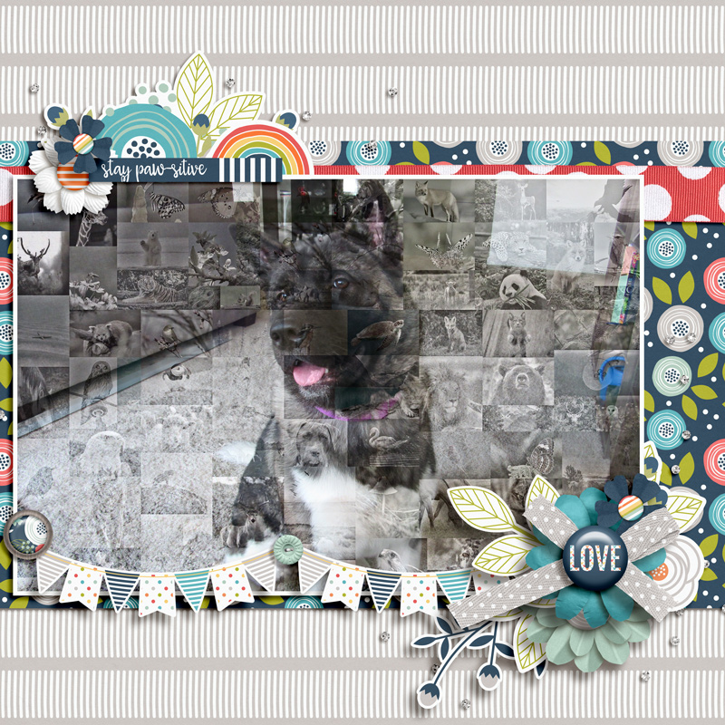 Pawsitive (Day 14)