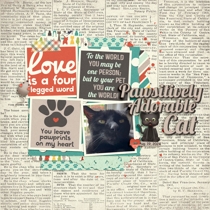 Pawsitively Adorable Cat