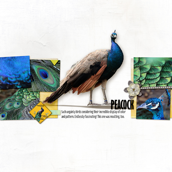 Peacock (MOC6.20)