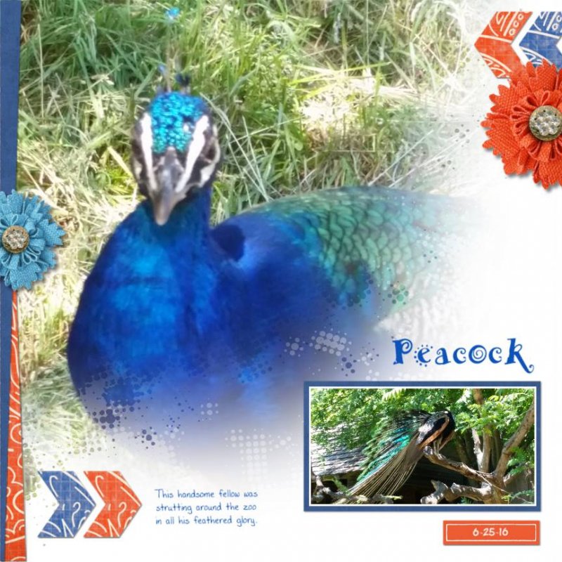 Peacock