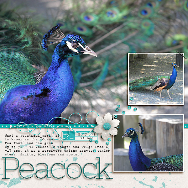 Peacock