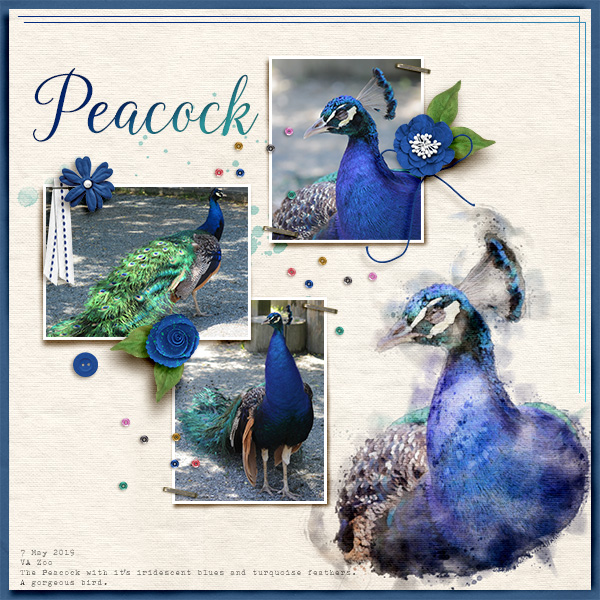 Peacock