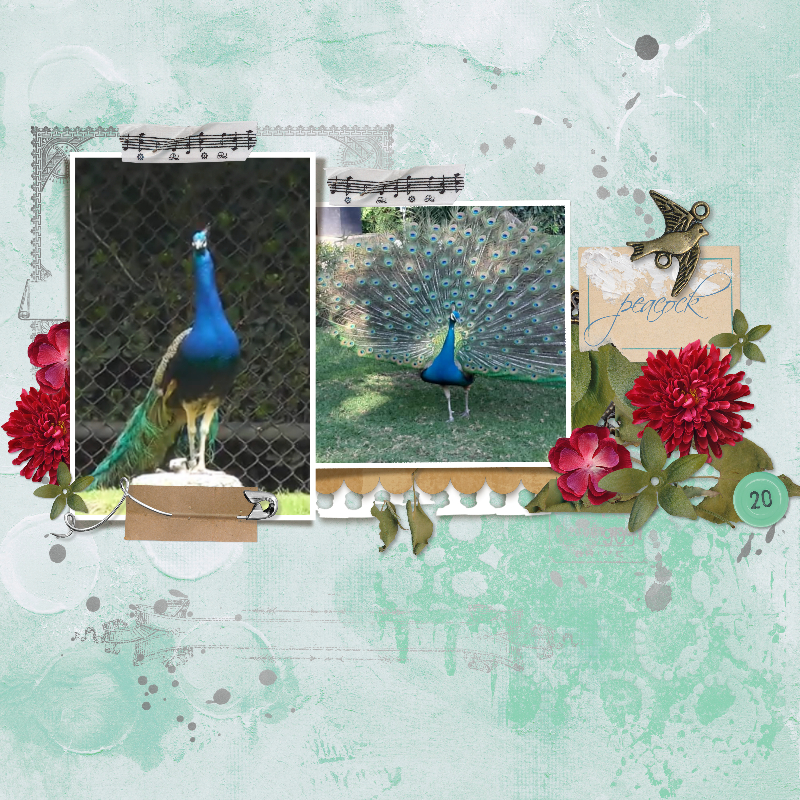 Peacock