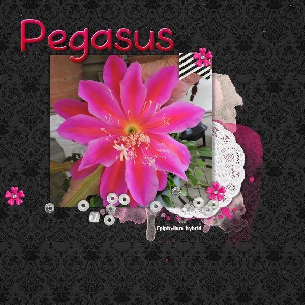Pegasus