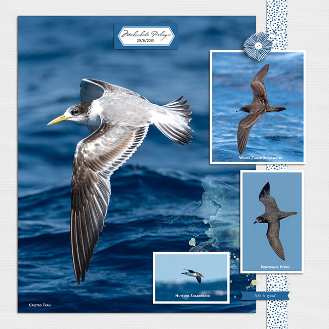 Pelagic2