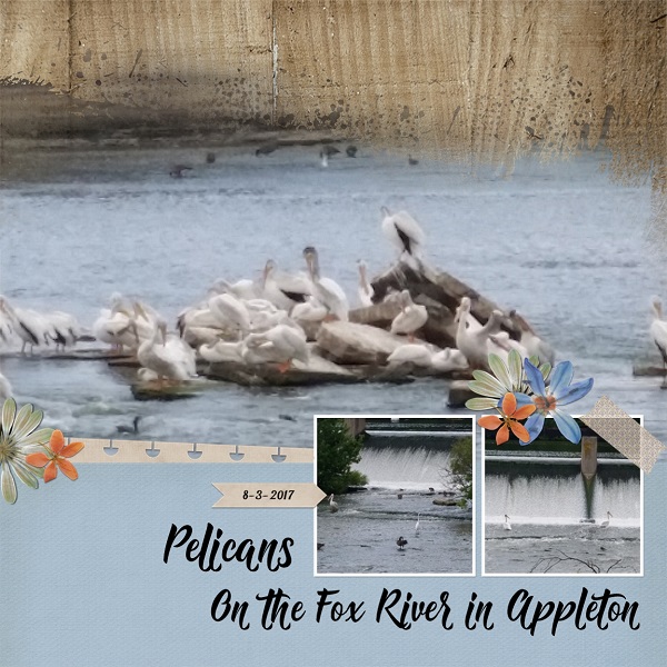 Pelicans
