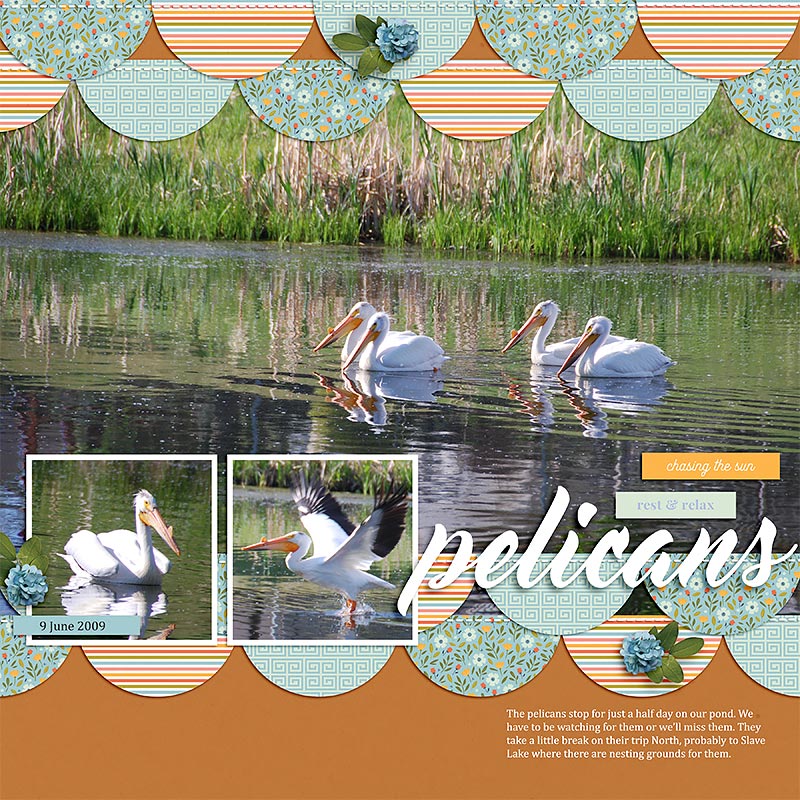 Pelicans