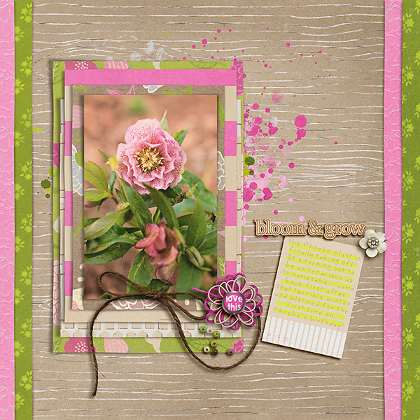 Phoebe Plant