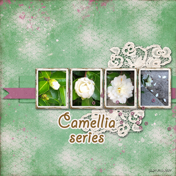 Photography_camellia