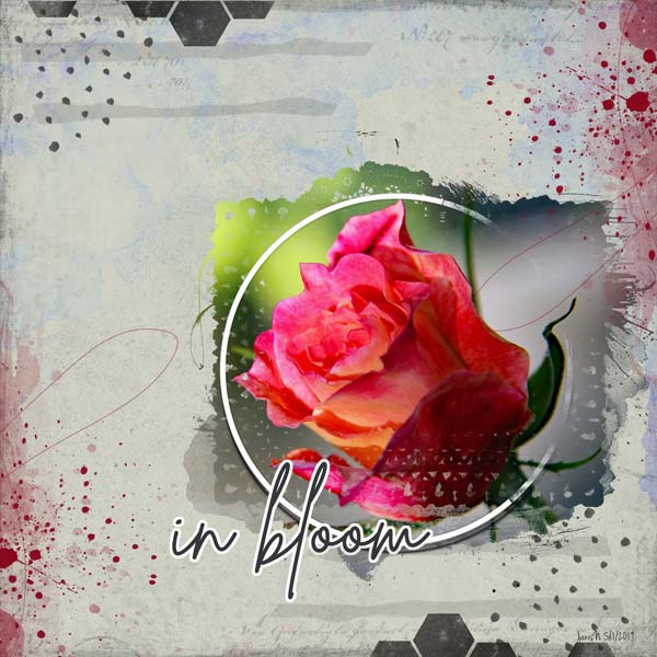 Photography_inbloom
