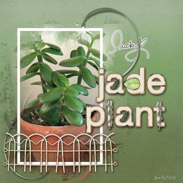 Photography_jadeplant