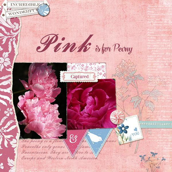 Pink is for Peony
