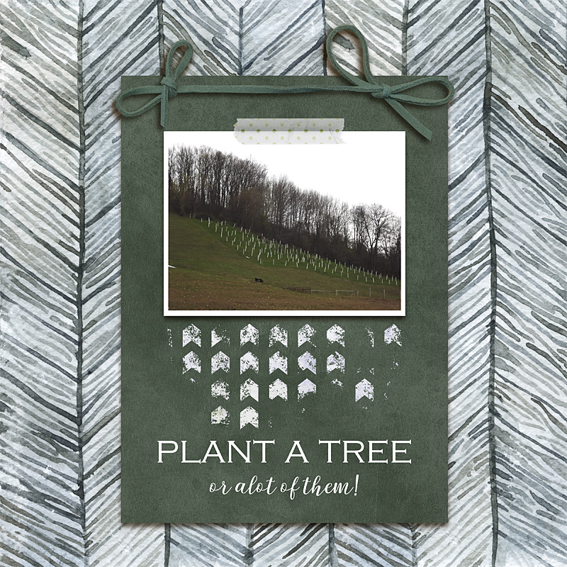 plant a tree