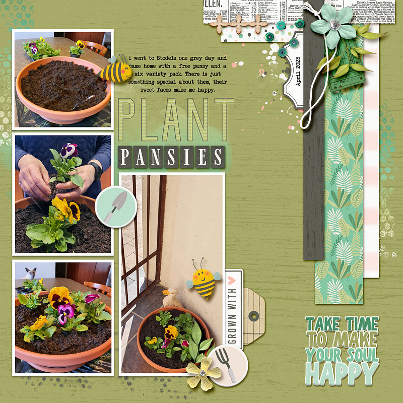 PlantPansies