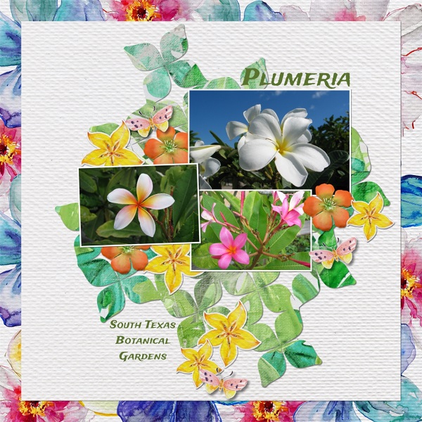 Plumeria