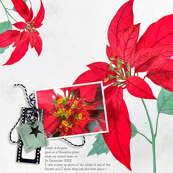 Poinsettia Close Up