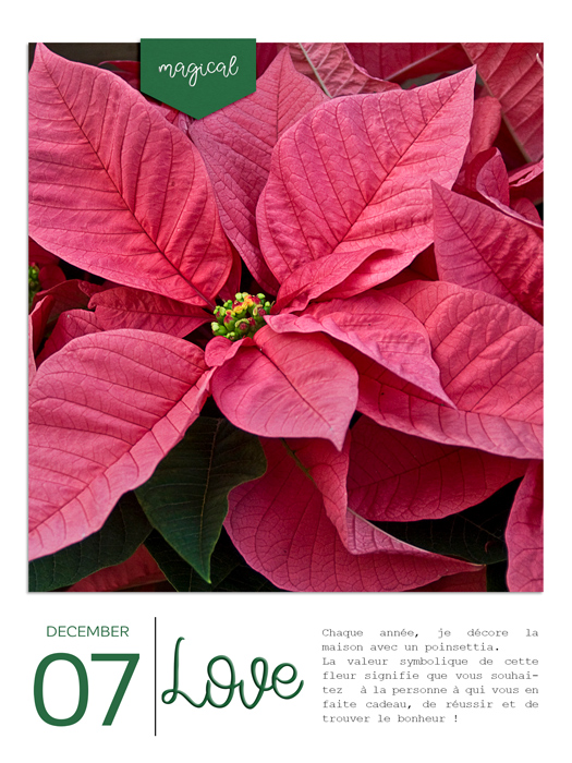 Poinsettia