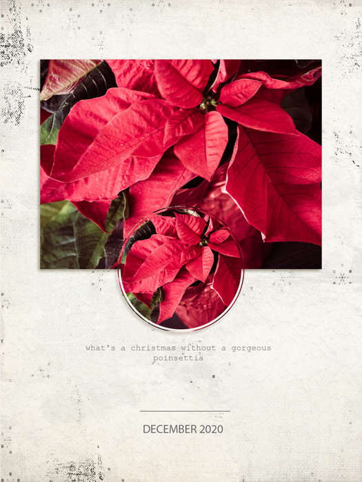 Poinsettia