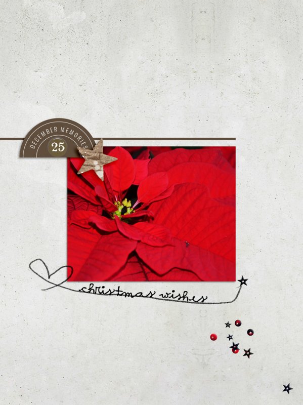 Poinsettia