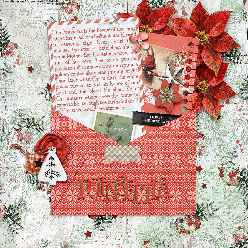 Poinsettia