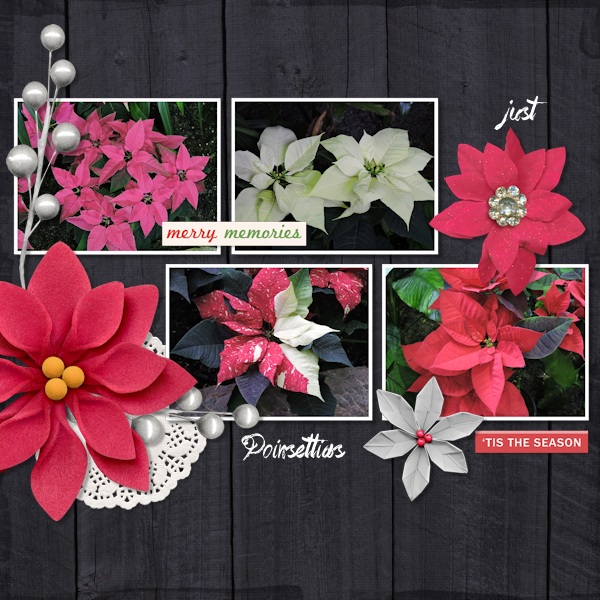 poinsettias