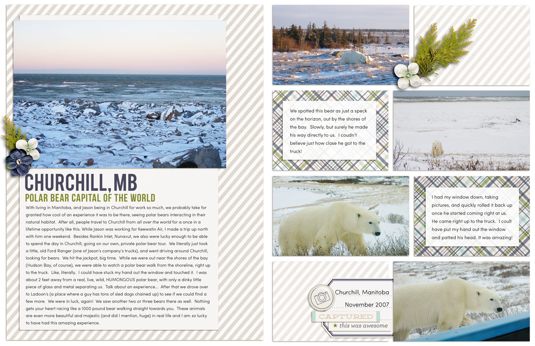 Polar Bears in Churchill