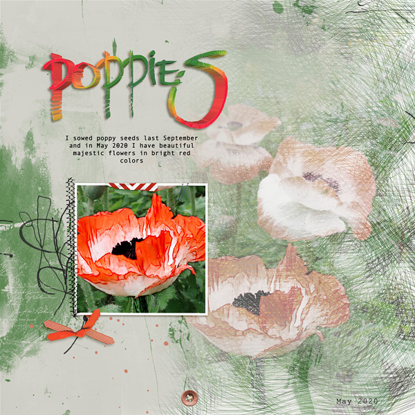 Poppies
