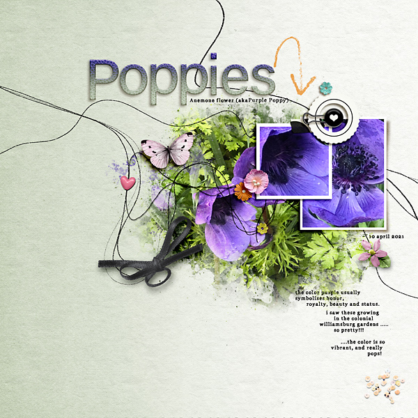 Poppies