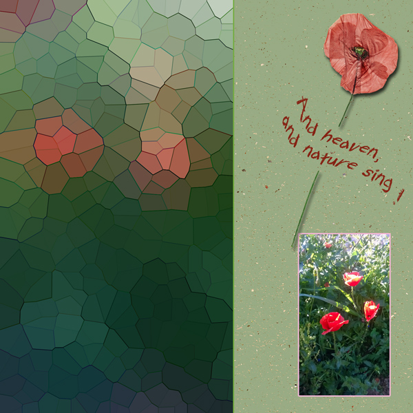 Poppy-not-for-challenge-pix