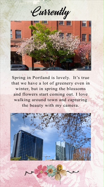 Portland Tree Blossoms