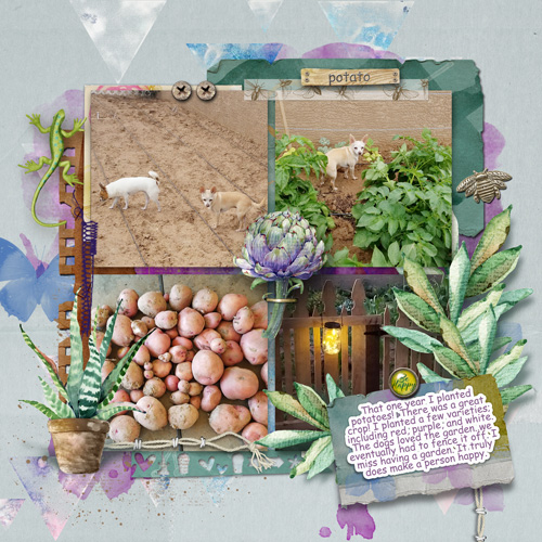Potato-crop