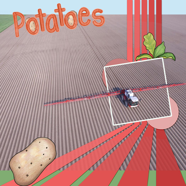 Potatoes