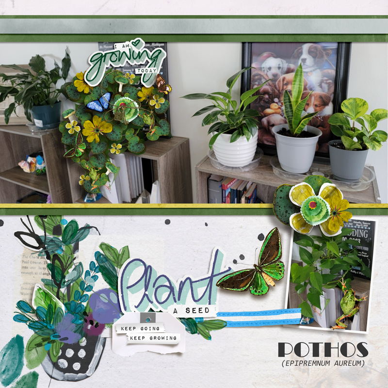 Pothos (Day 28)