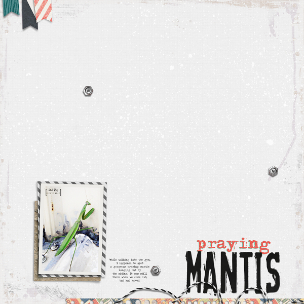 Praying Mantis