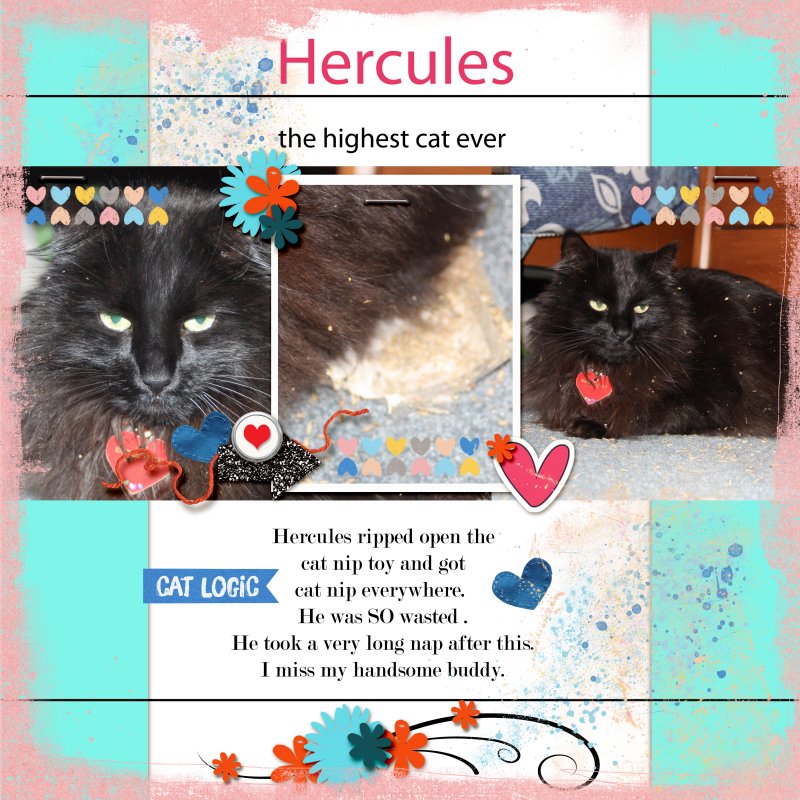Prd_21_03_karen_temp_challenge Hercules The Highest Cat