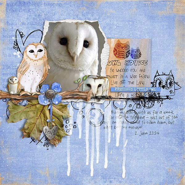 Precious Little Owl