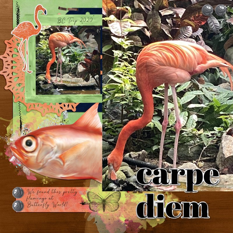 Pretty Flamingo