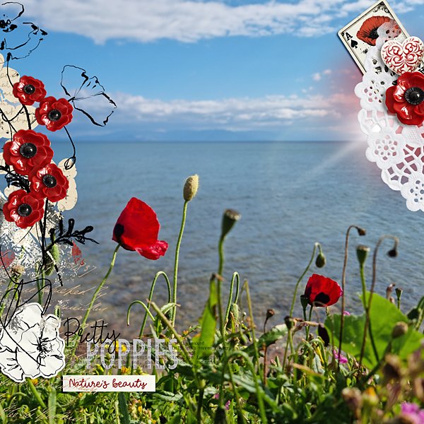 Pretty Poppies
