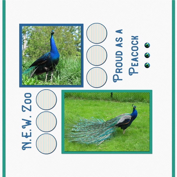 Proud As A Peacock