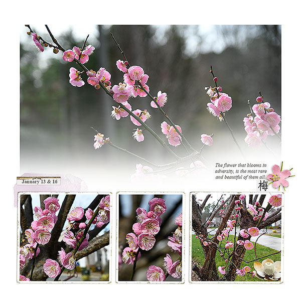 Prunus Mume