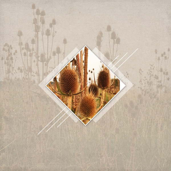PS - TLP Teasel